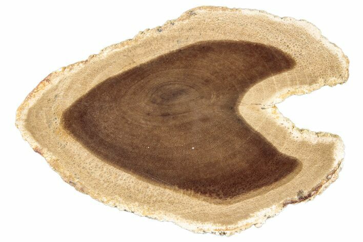 Polished Petrified Wood Slice - McDermitt, Oregon #252992